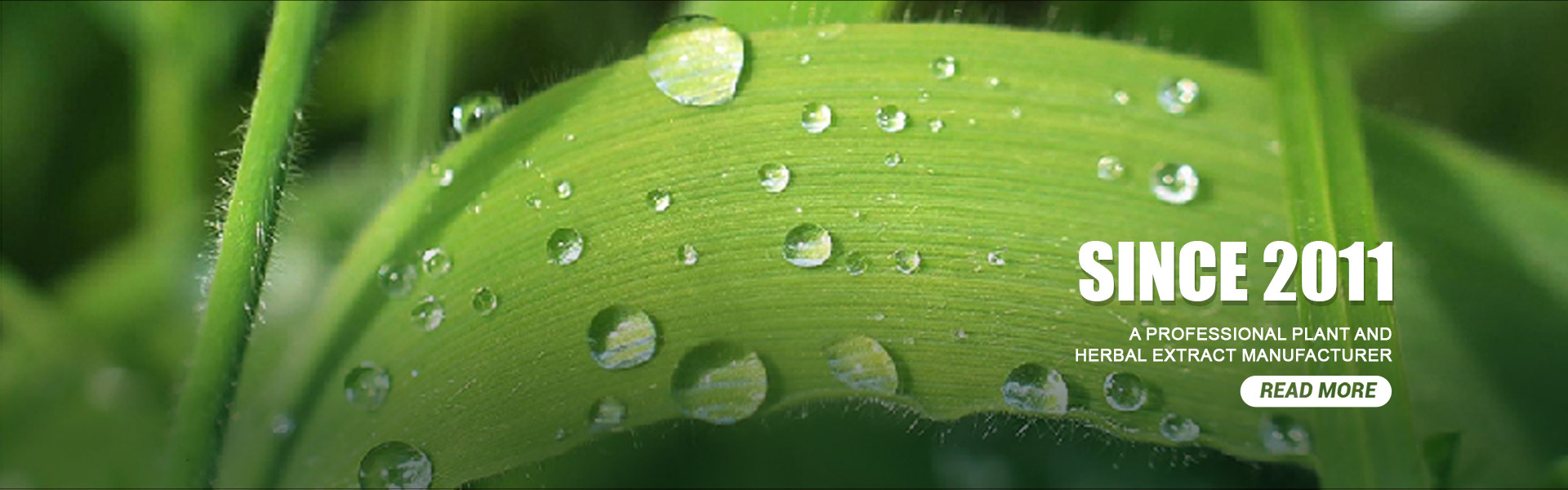 ποιότητας Φυτικό εκχύλισμα σε σκόνη εργοστάσιο